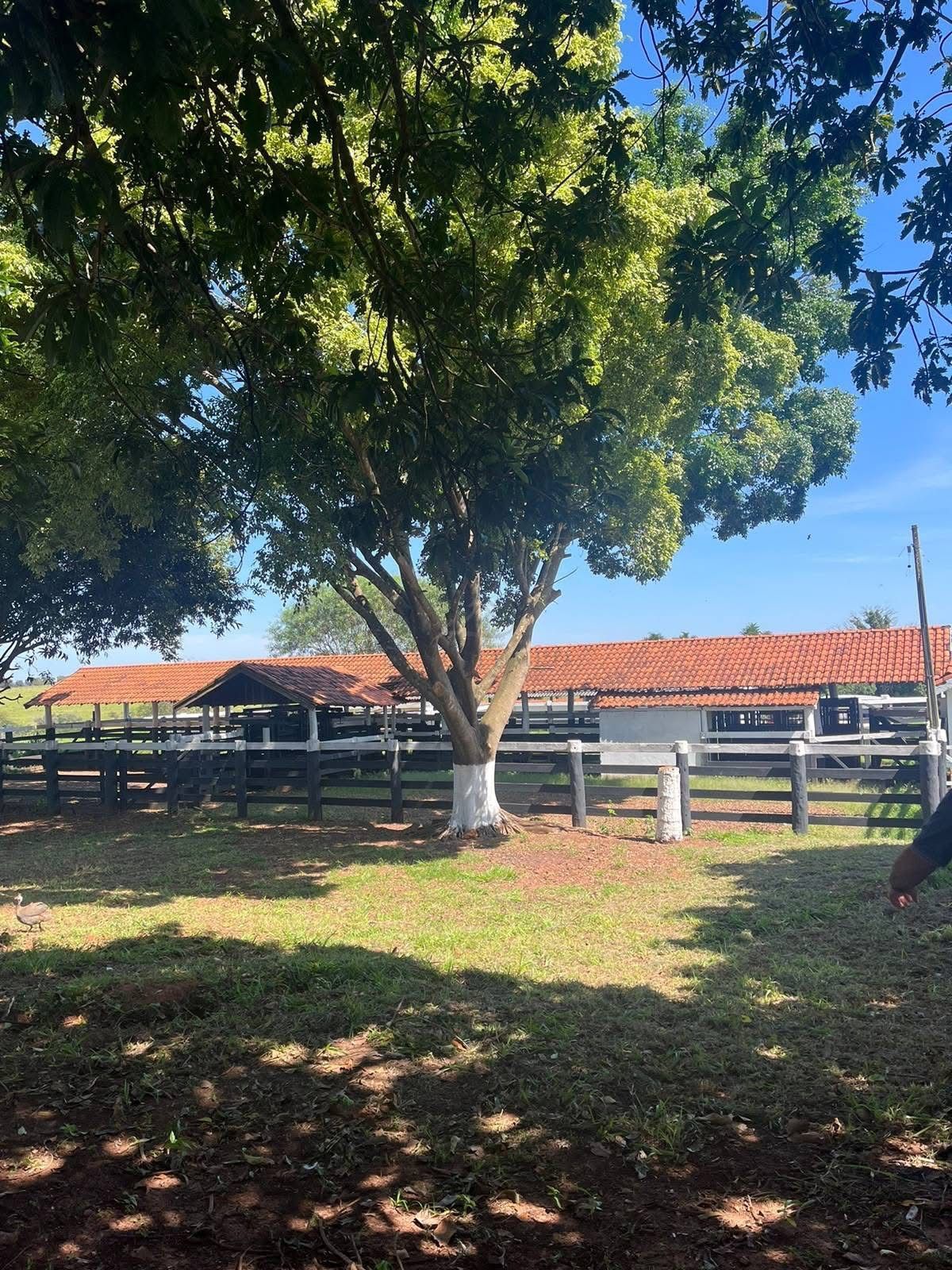 Fazenda, 321 hectares - Foto 3