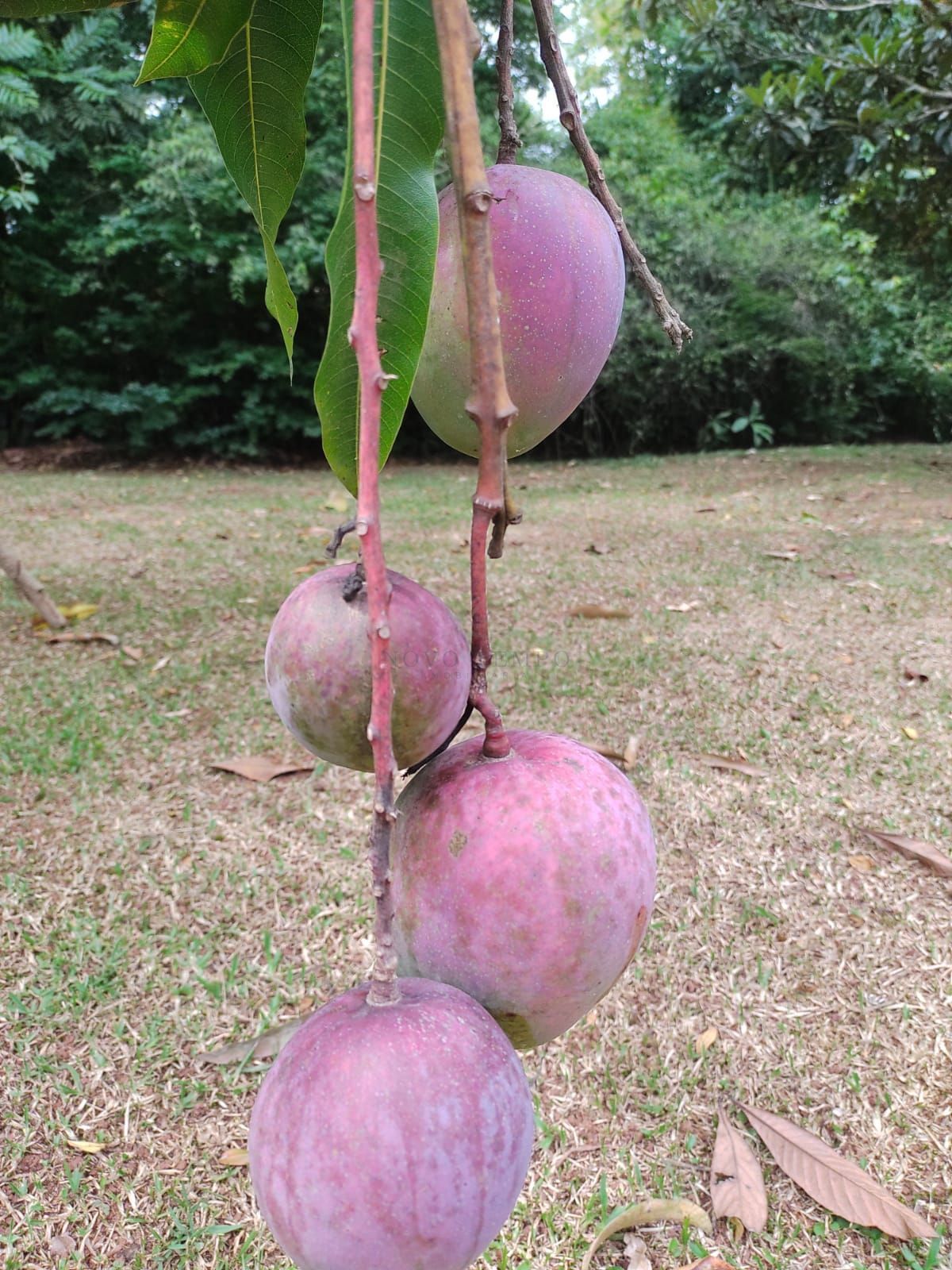 Sítio, 2 quartos, 4 hectares - Foto 18