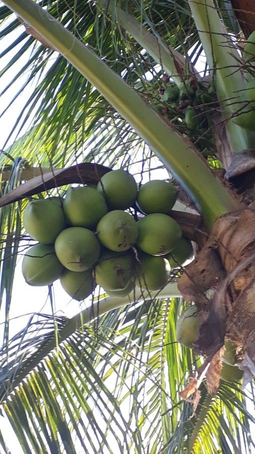 Chácara, 2 quartos, 499 m² - Foto 5