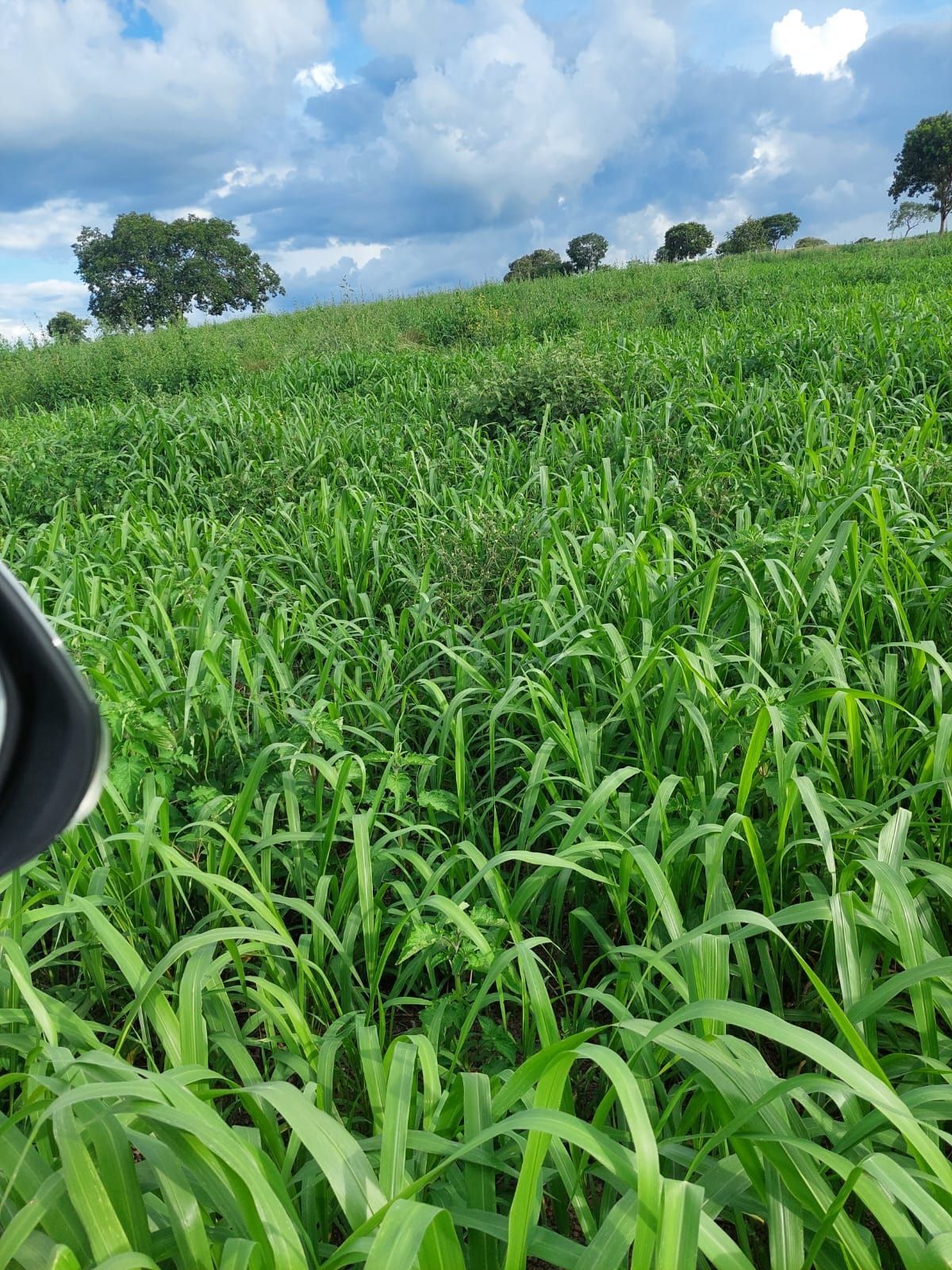 Fazenda, 740 hectares - Foto 5