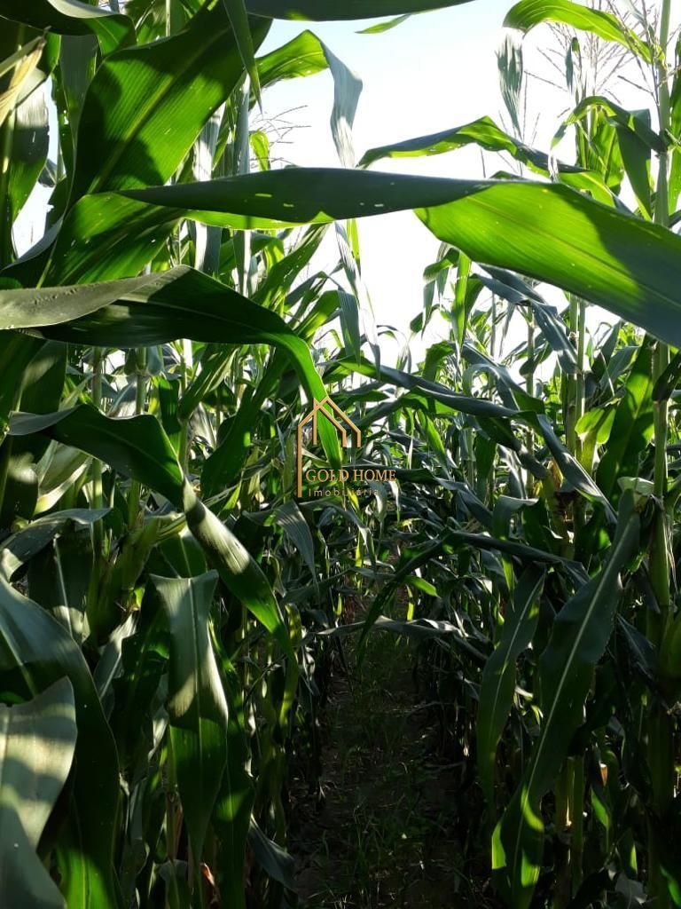 Sítio, 2 quartos, 10 hectares - Foto 18