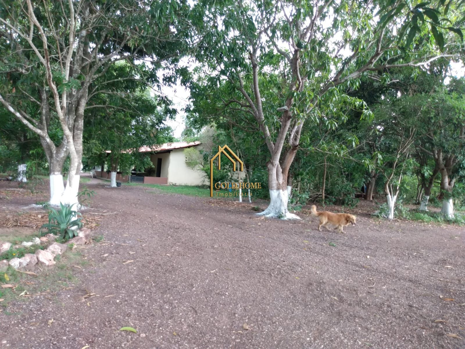 Fazenda, 100 hectares - Foto 9