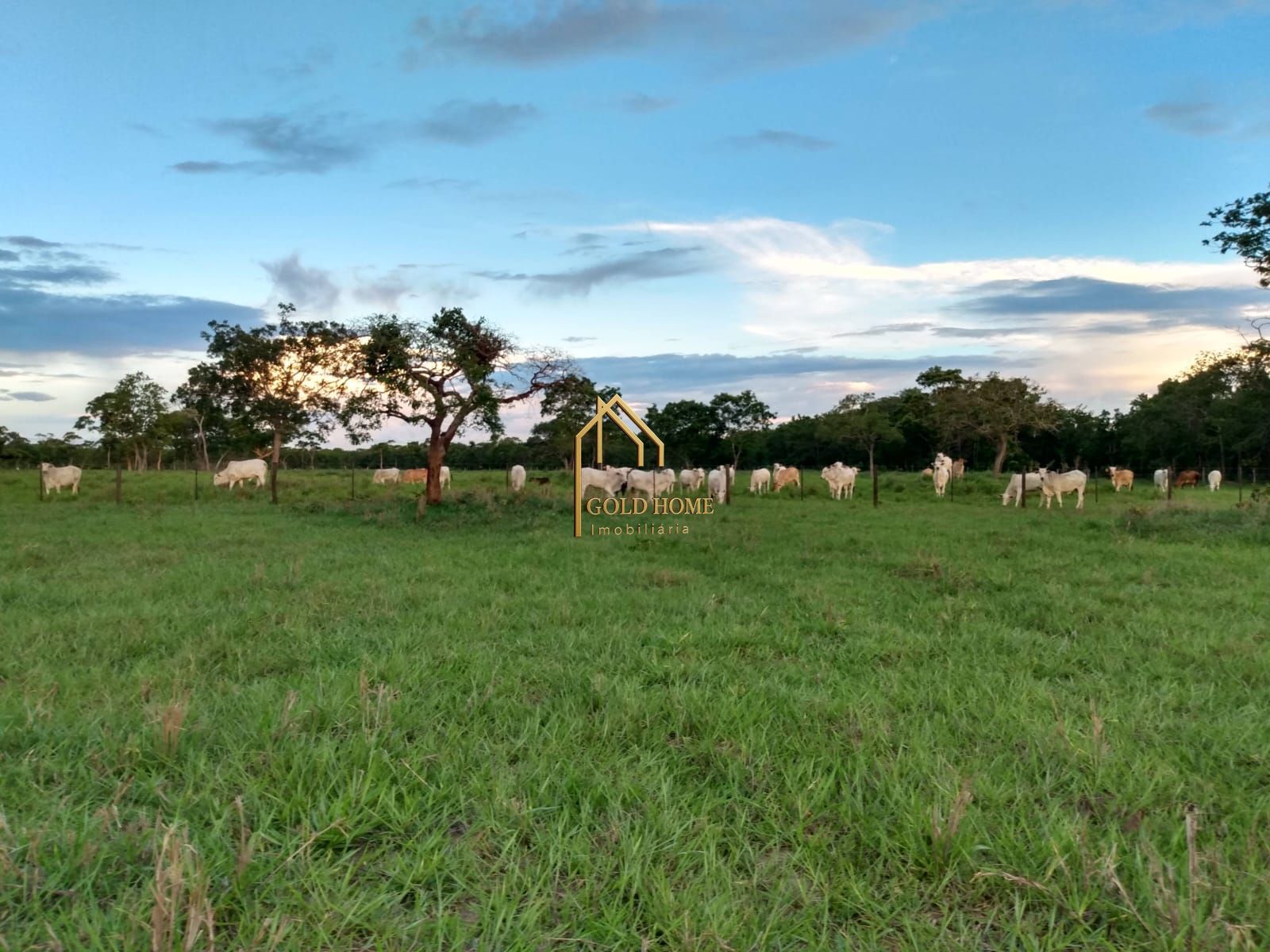 Fazenda, 100 hectares - Foto 4