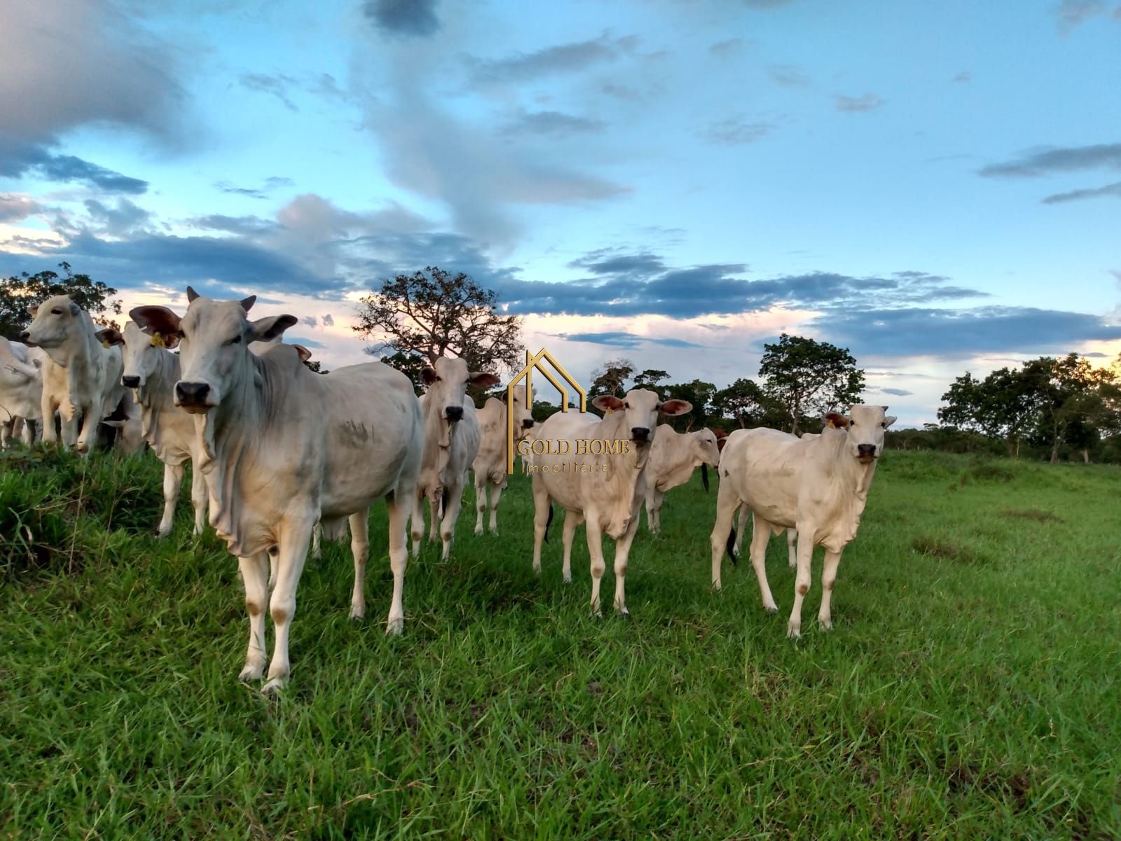 Fazenda, 100 hectares - Foto 1