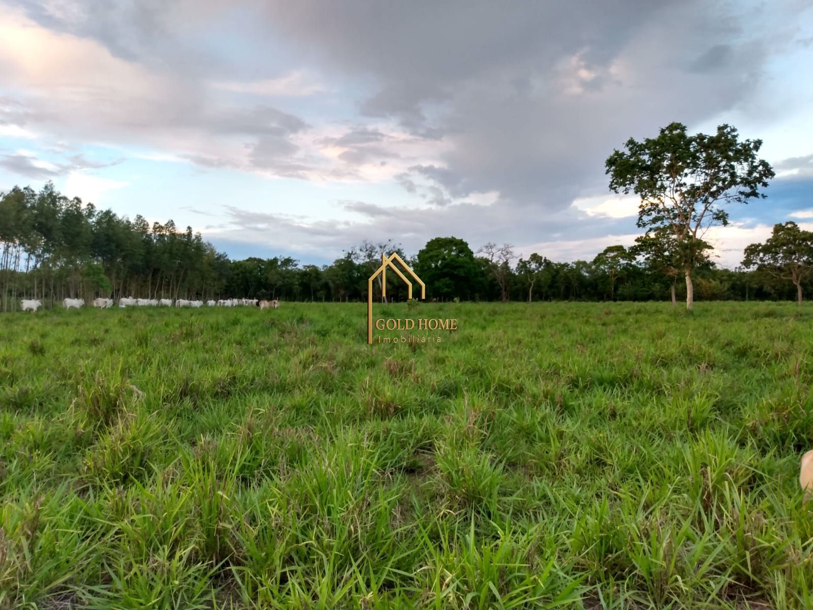 Fazenda, 100 hectares - Foto 11