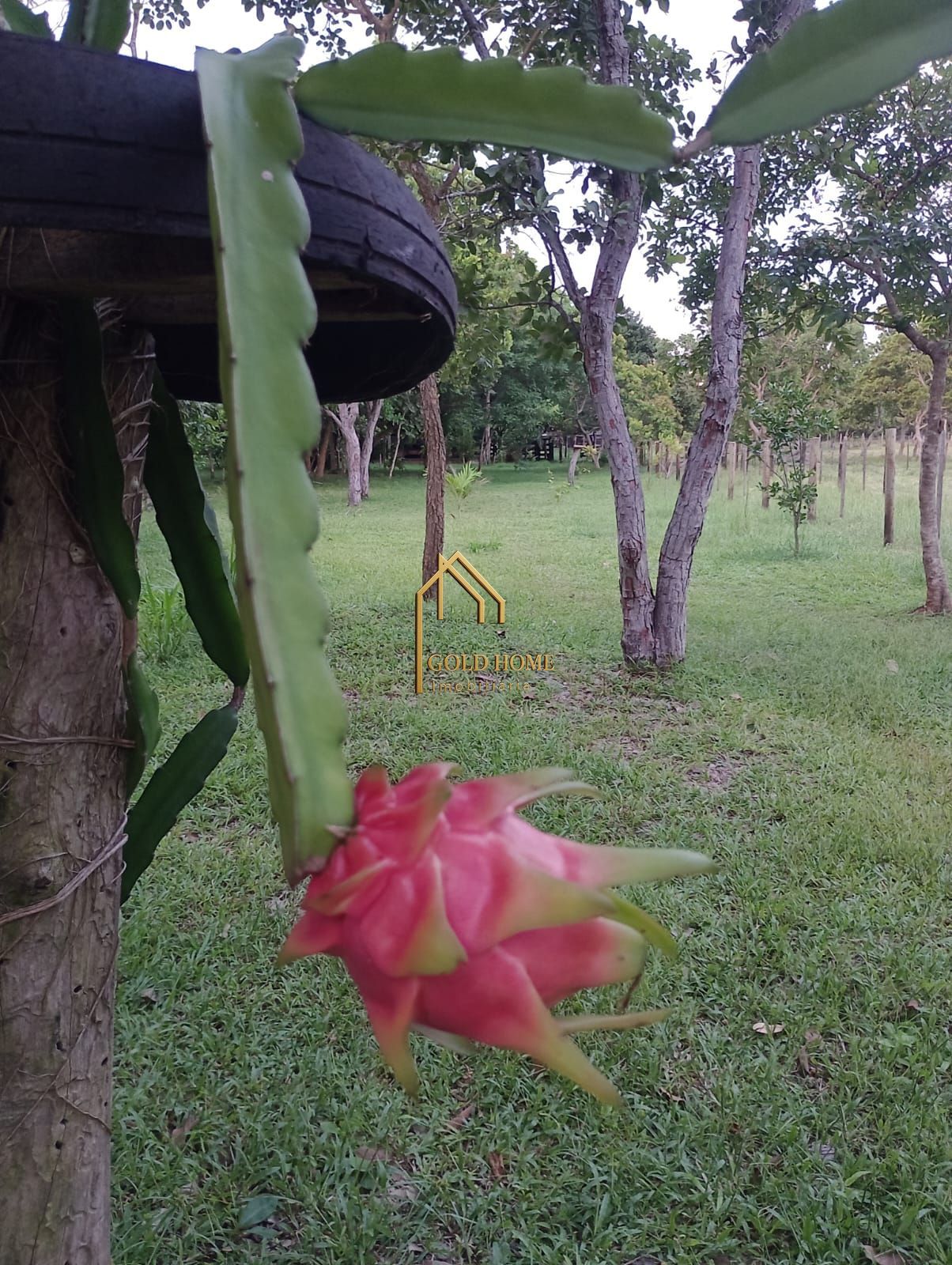 Fazenda, 100 hectares - Foto 13
