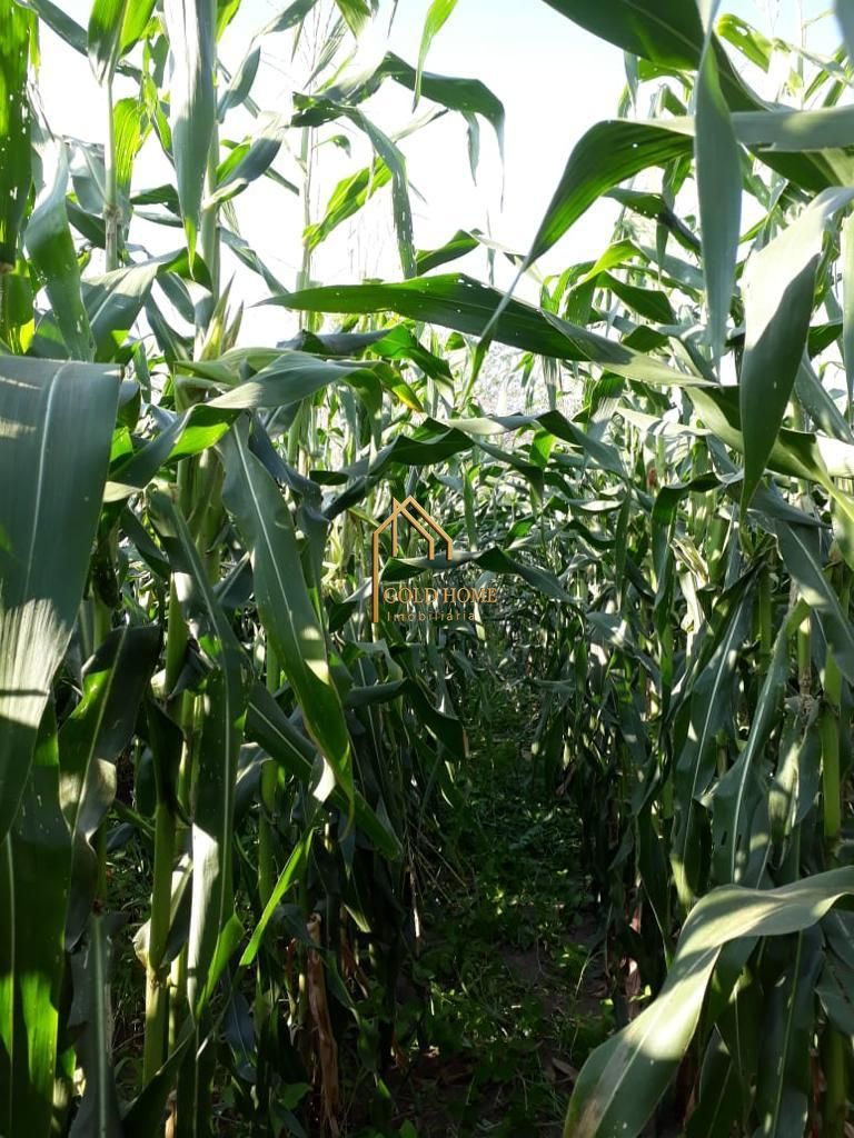 Sítio, 2 quartos, 10 hectares - Foto 24