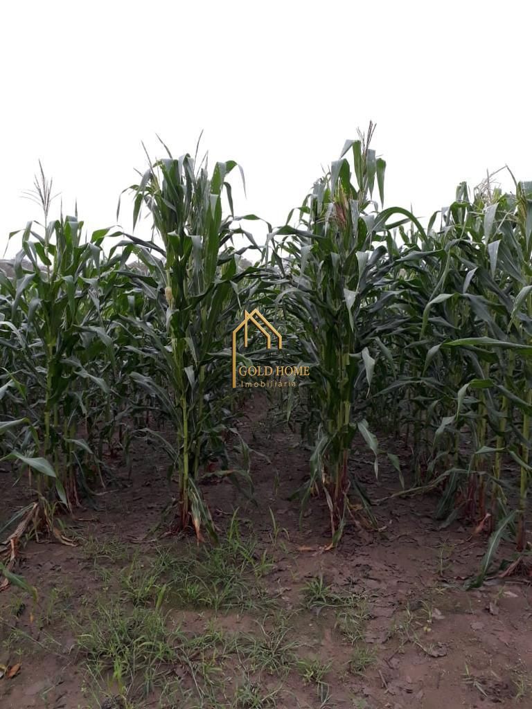 Sítio, 2 quartos, 10 hectares - Foto 3