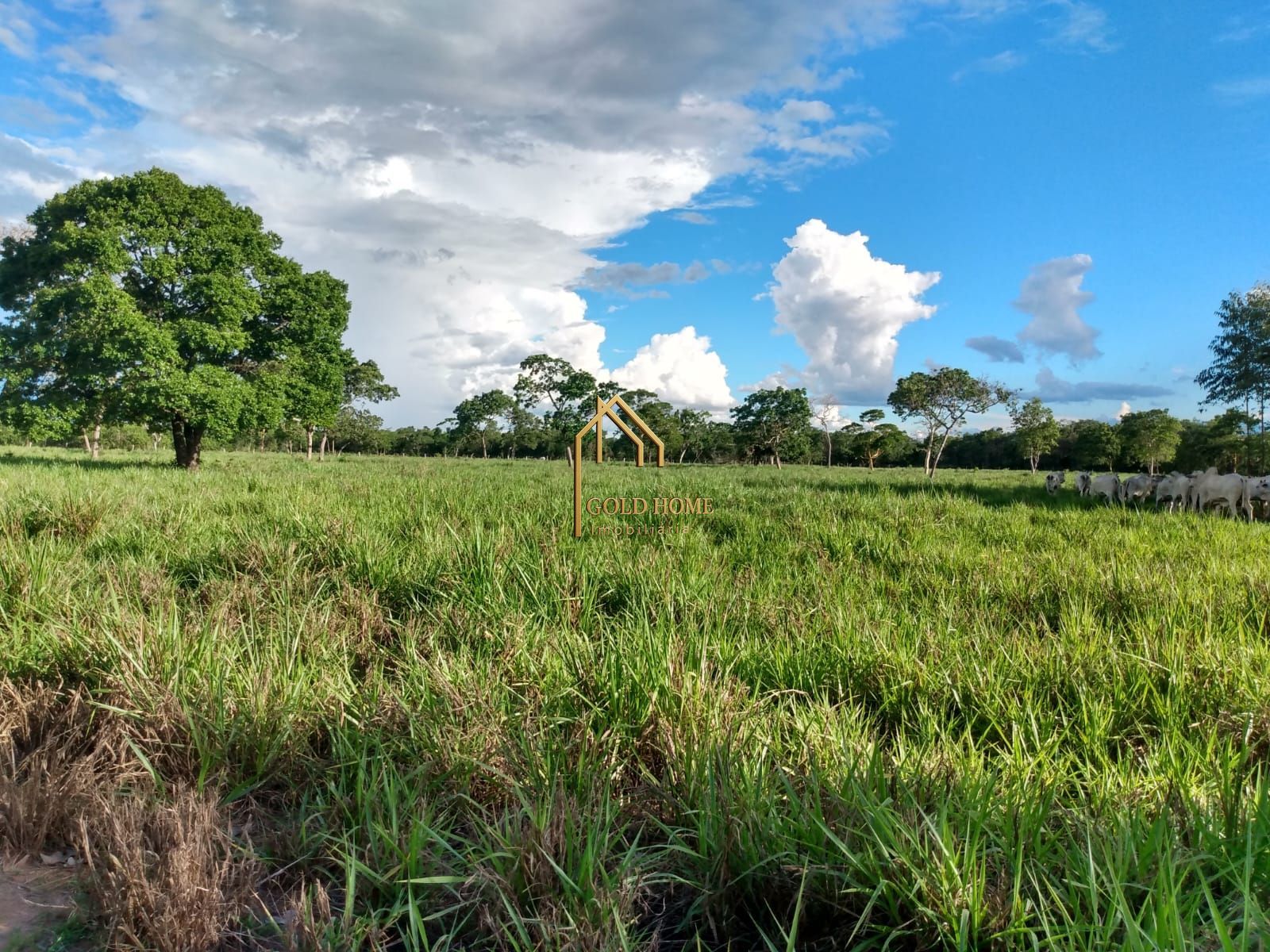 Fazenda, 100 hectares - Foto 12