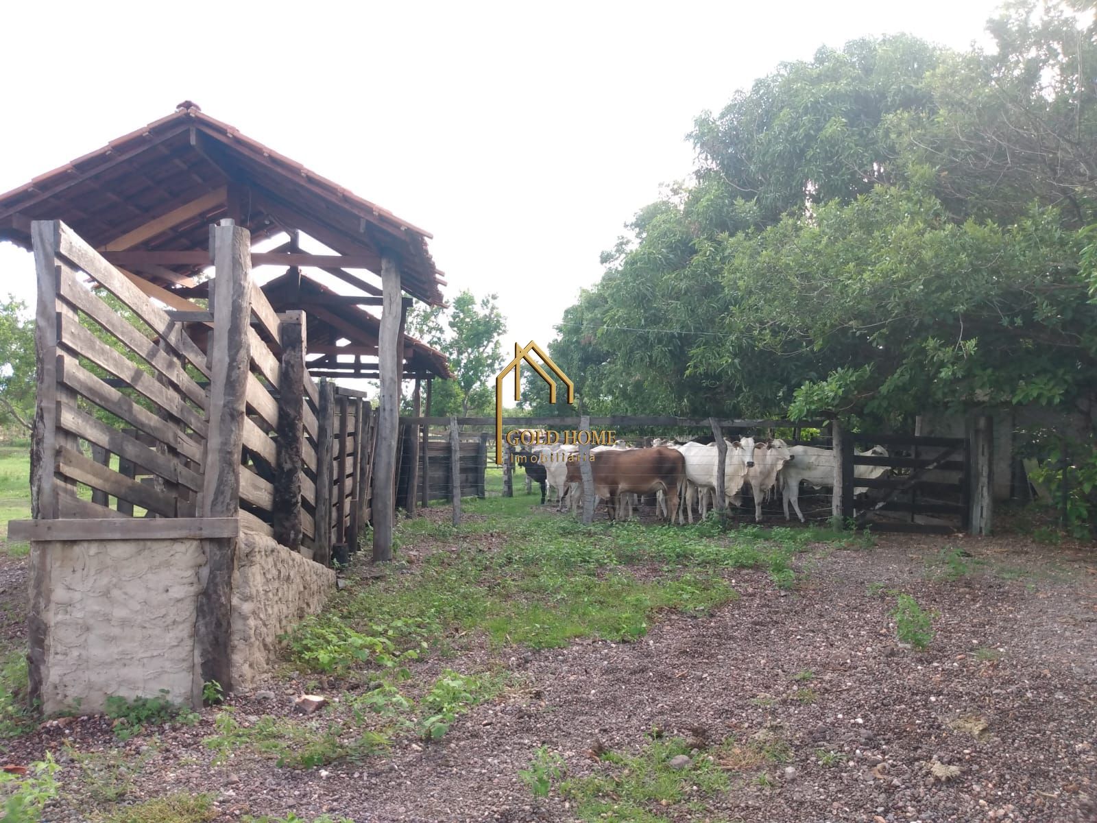 Fazenda, 100 hectares - Foto 5