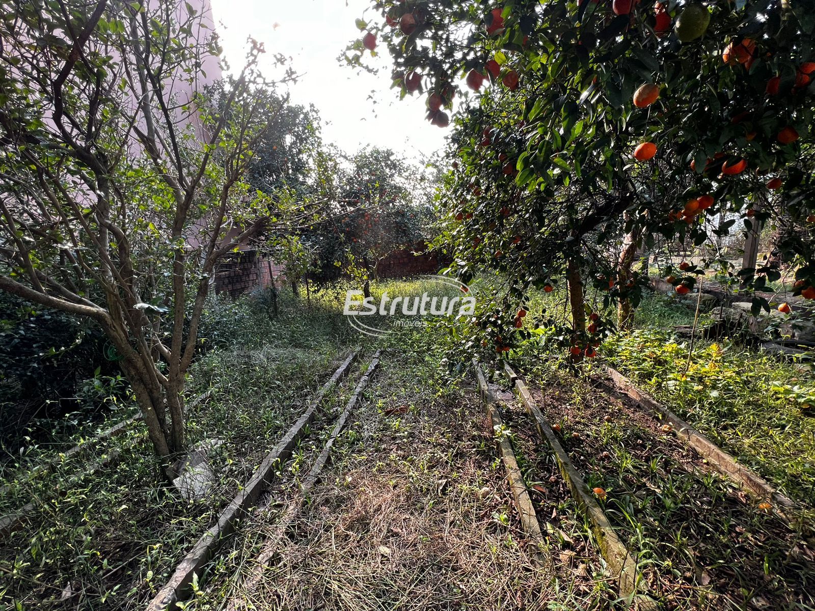 img21409520