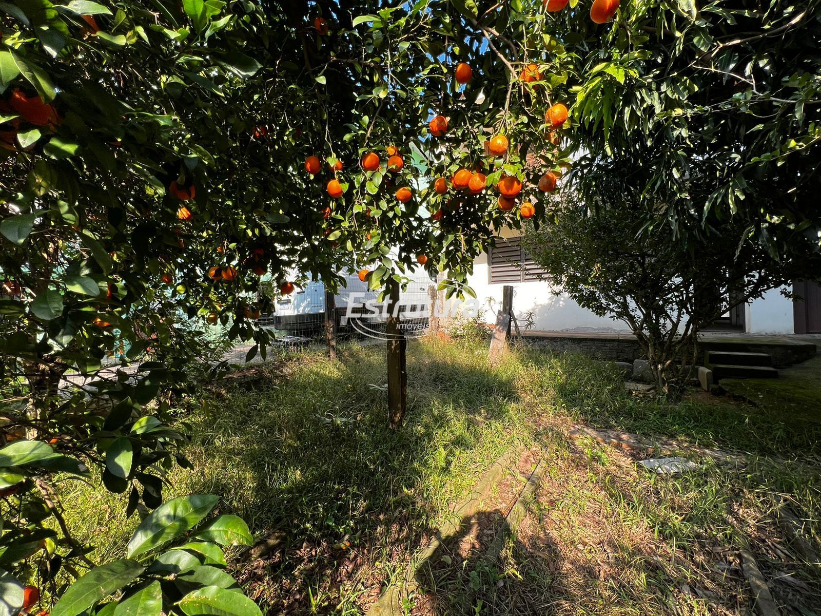 img21409522