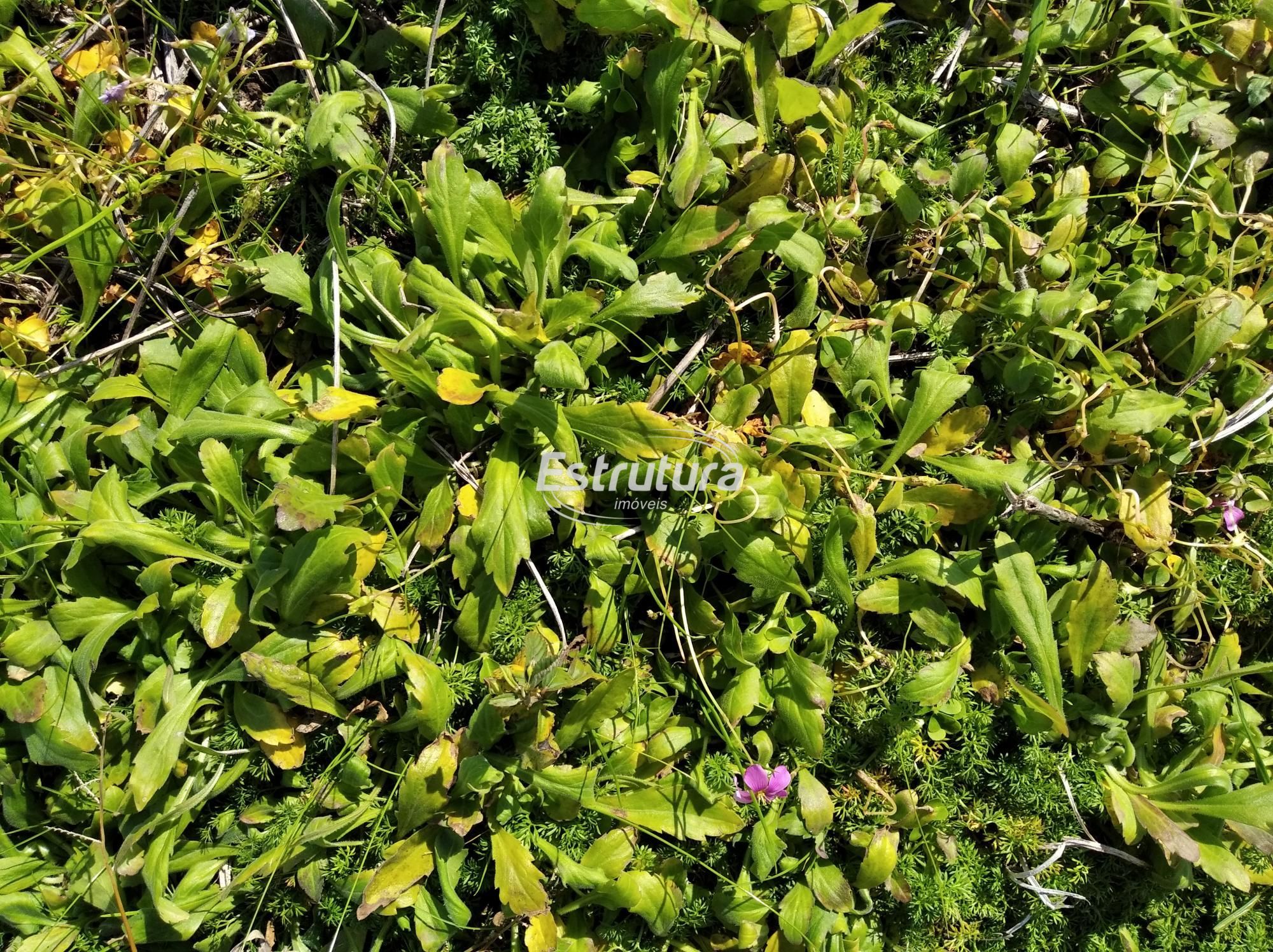 img11854579