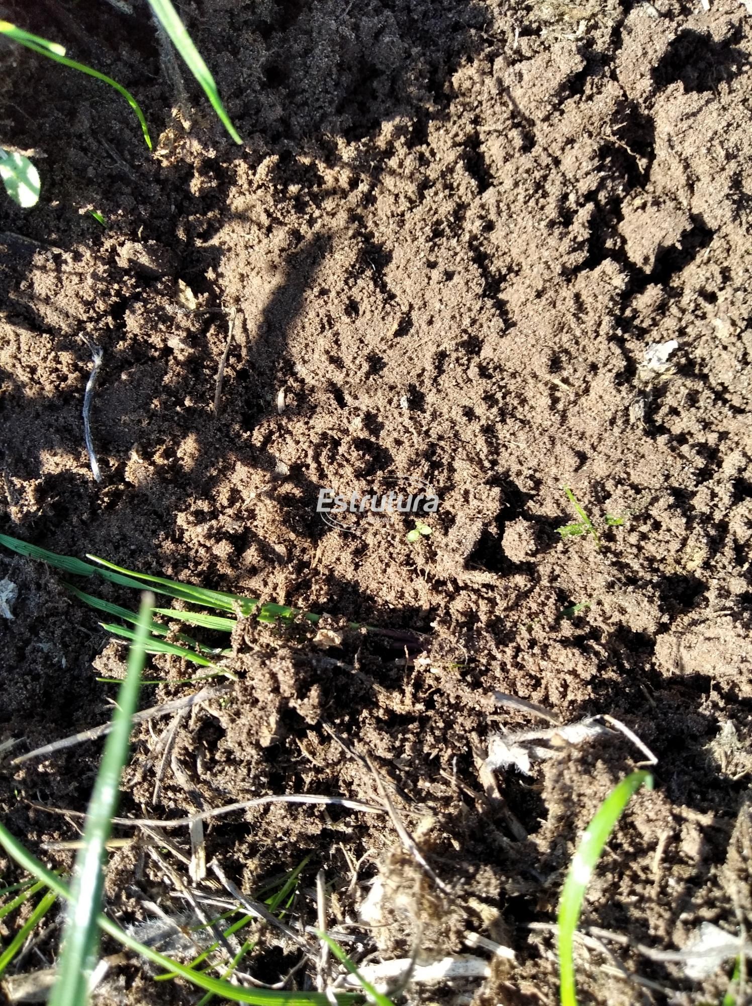 img11854580