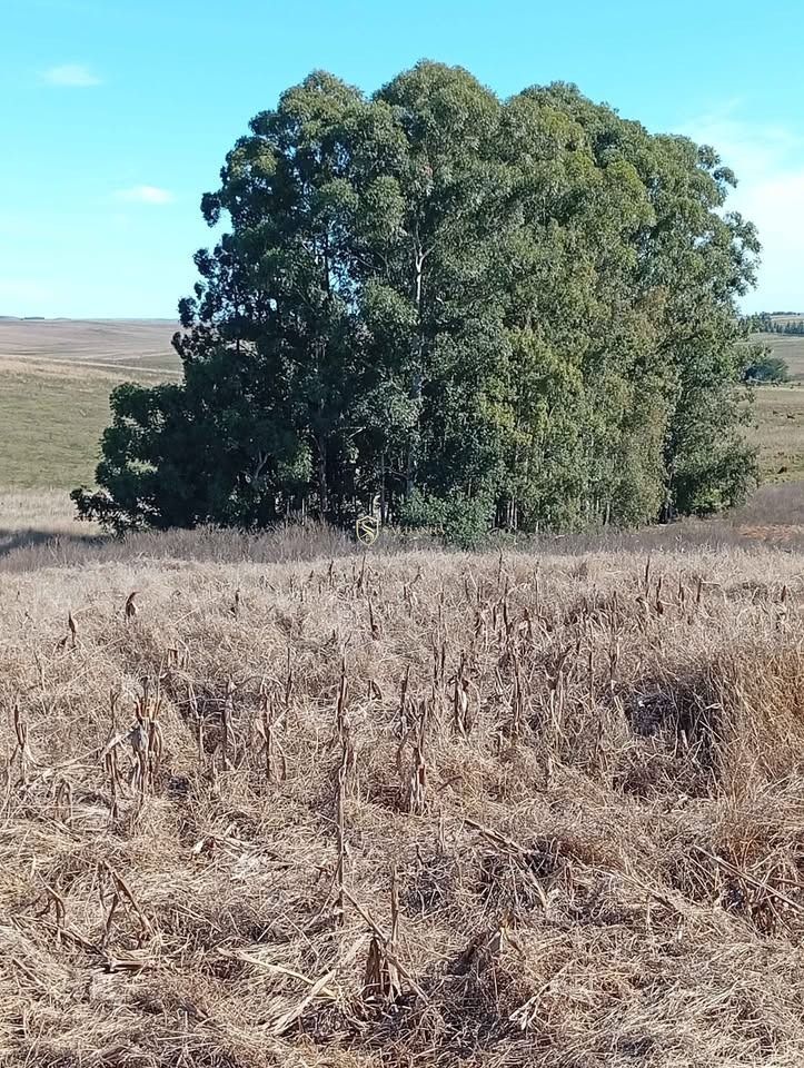 Excelente área de campo com 28,1 hectares no parové em alegr