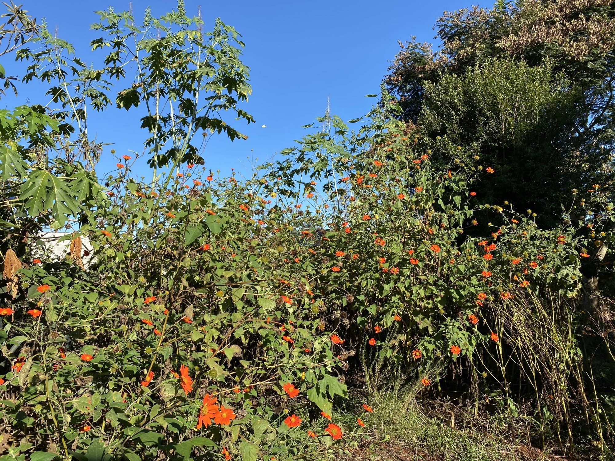 Fazenda à venda com 2 quartos, 100m² - Foto 24