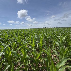Fazenda de 490 alqueires a venda em Miracema do Tocantins