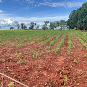 Fazenda de 350 alqueires  à venda no vale do Araguaia-To