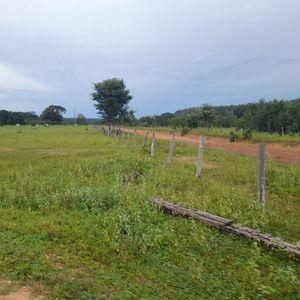 Fazendão de dupla aptidão de 922 alqueires em Goiatins-To