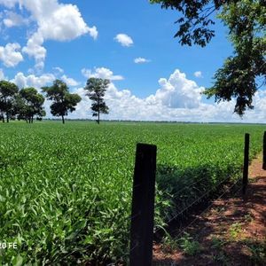 Área agrícola à venda em Nova Crixás-Go