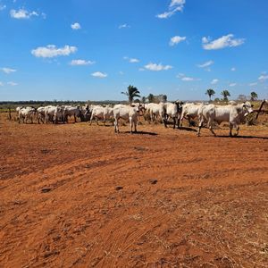 Fazenda extra de 498 alqueires a venda no Norte do Tocantins