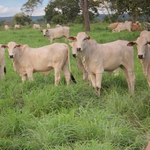 Fazendão de dupla aptidão de 536 alqueires à venda no Tocantins