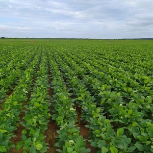 Fazenda em de 712 alqueires em lavoura a venda no Tocantins