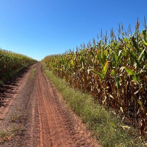 Fazenda Agrícola de 1050 alqueires em Novo Acordo