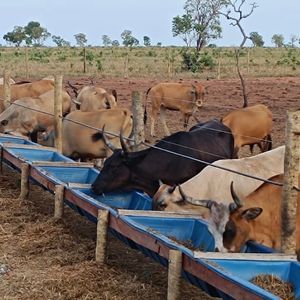 Fazenda montada em Pecuária a venda em Rio Sono-To
