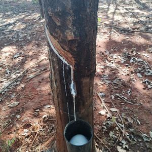 Fazenda produzindo Seringueira à venda no Tocantins