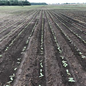 Fazenda à venda em Cristalândia-To