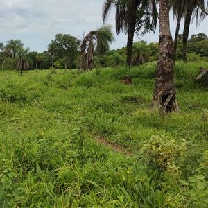 Fazenda de dupla aptidão de 143 alqueires em Barrolândia-To