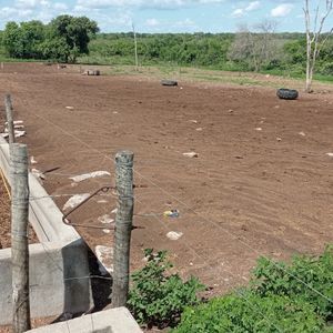 Fazenda de Dupla Aptidão a venda em Peixe-To