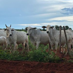 Fazenda à venda em Cristalandia-TO