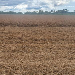 Fazenda com lavoura as margens do asfalto  no Tocantins