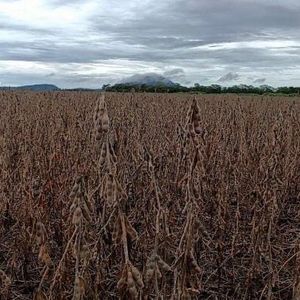 Fazenda agrícola a venda em Monte do Carmo-TO