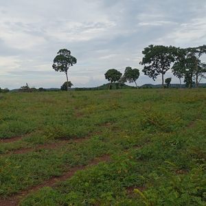 Fazenda de 150 alqueires de dupla aptidão à venda em Aparecida do Rio Negro-TO