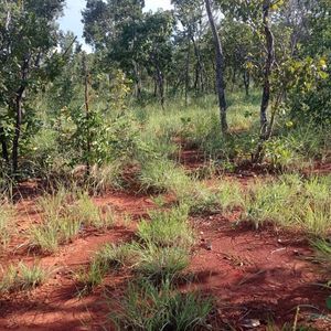 Fazenda de 500 alqueires à venda em Almas-To