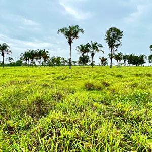 Fazenda à venda em Santa Fé do Araguaia-To