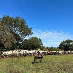 Fazendão de 530 alqueires  a venda na região de Gurupi-To