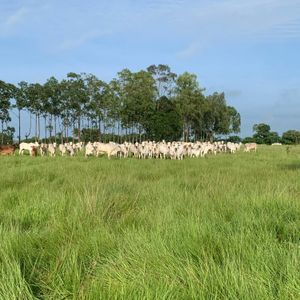 Fazenda de dupla aptidão 232 alqueires a venda em Araguaína-To