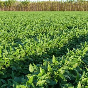 Fazenda à venda em Novo Acordo Tocantins