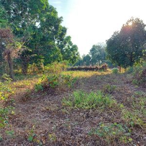 Fazenda de 86 alqueires à venda em Araguaína