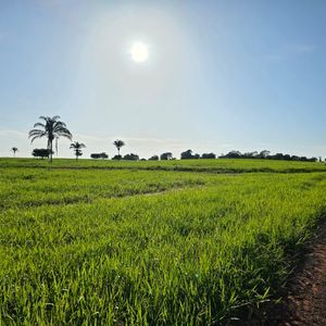 Fazenda à venda em Colinas do Tocantins