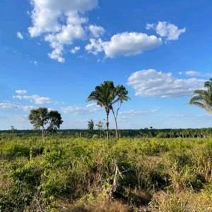 Excelente Fazenda de 195 alqueires à venda emAraguaína-To