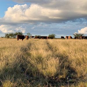 450 hectares de arroz e pecuária em Quarai.