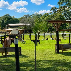 Fazenda completa de 75 alqueires por R$ 16 milhões: oportunidade rara em Goiás