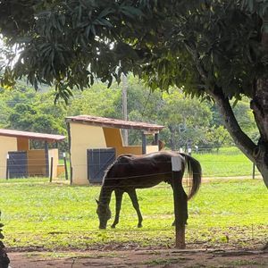 miniatura 21