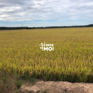foto 1 arroz