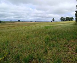 area-rural-sao-pedro-do-sul-imagem